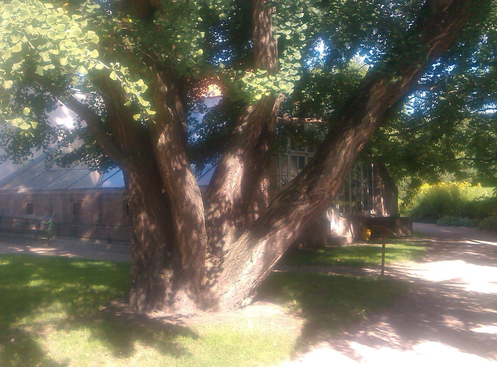 Ginkgo, Tøyen