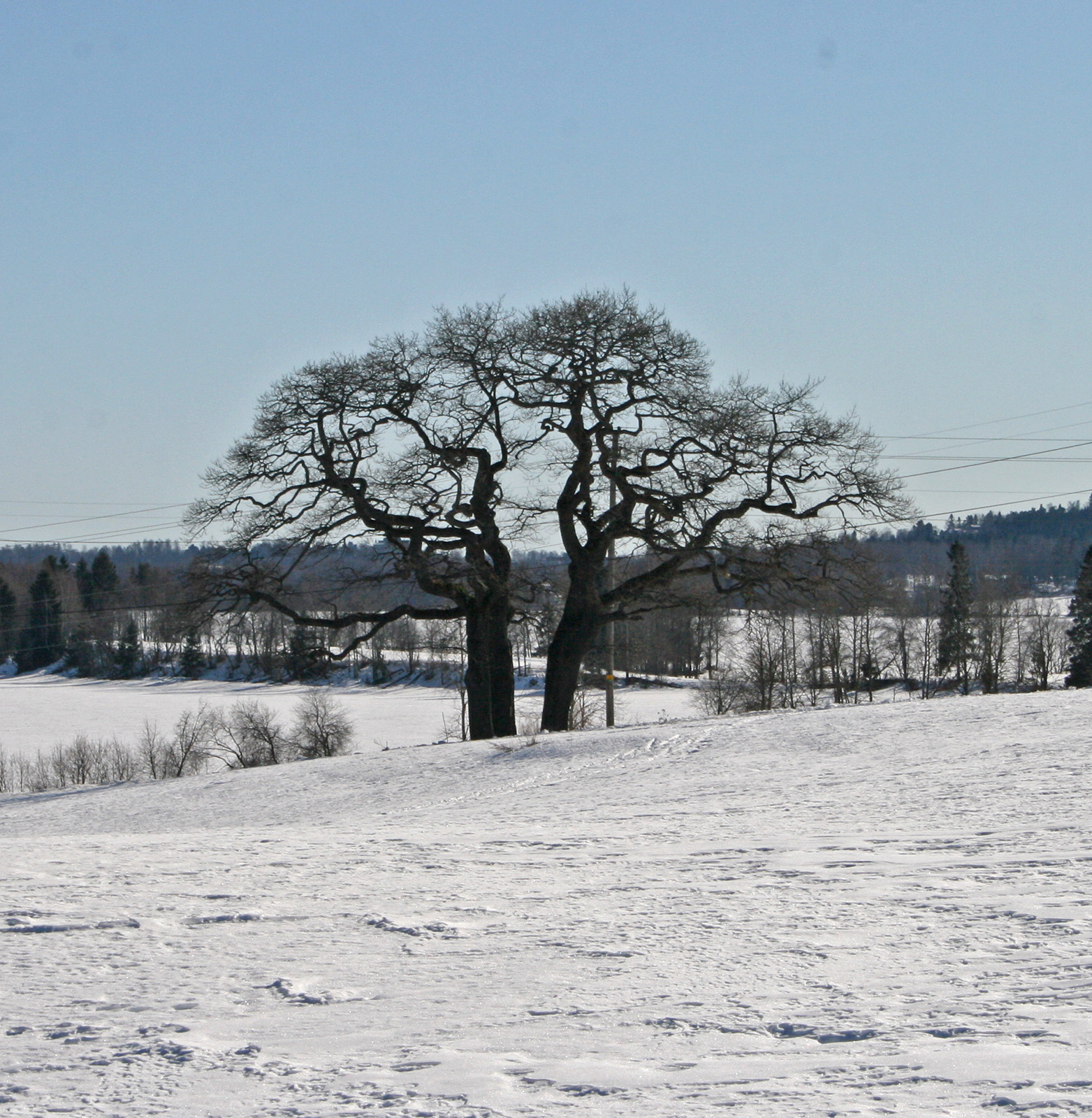 Dobbelteik i Maridalen